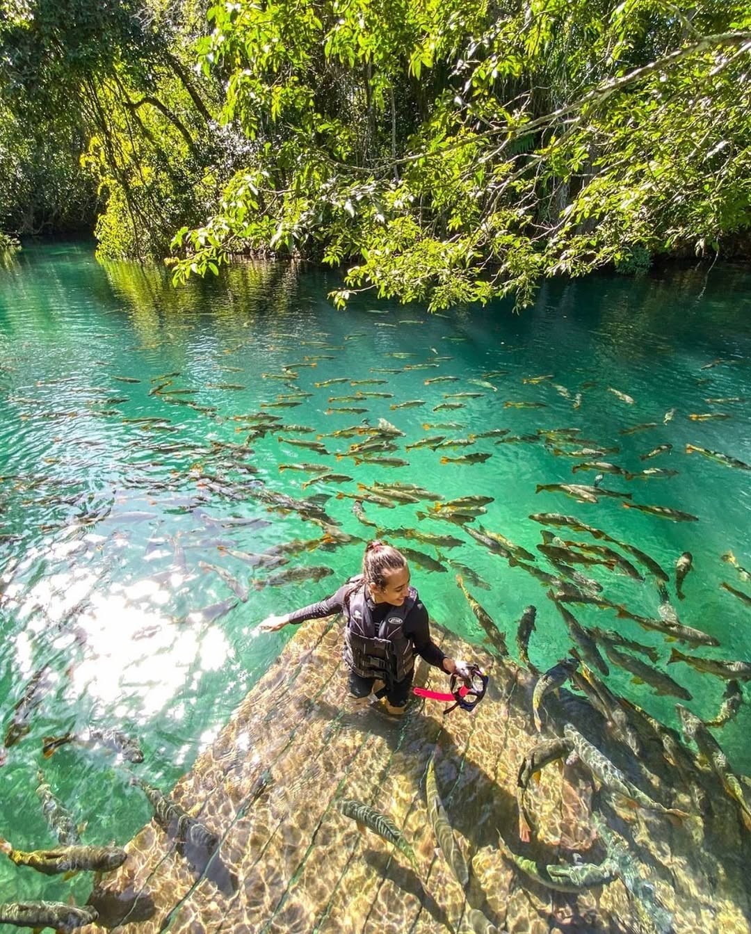 Bonito