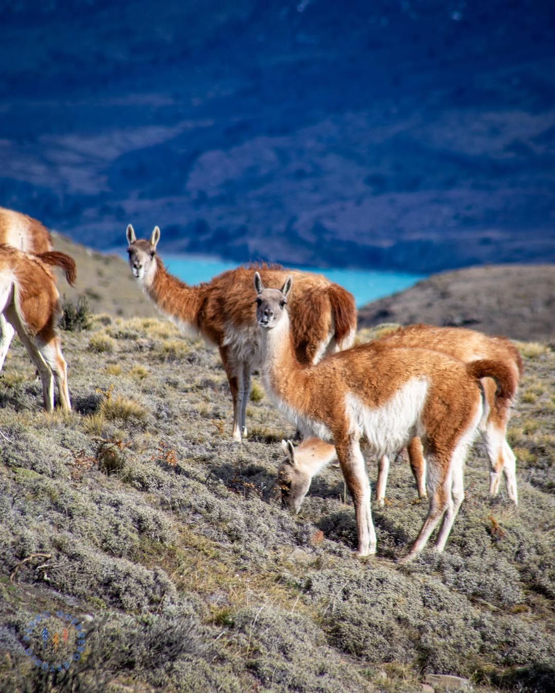 Expedição Patagônia